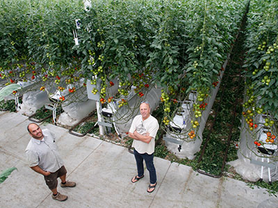 Houwelings Tomatoes