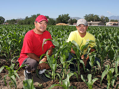 Kuwahara Farms