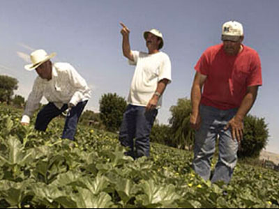 Vetere Melon Farm